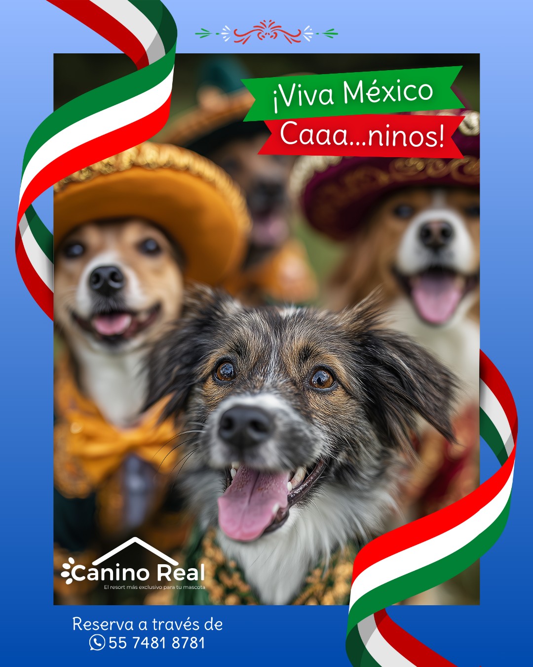Perros celebrando
