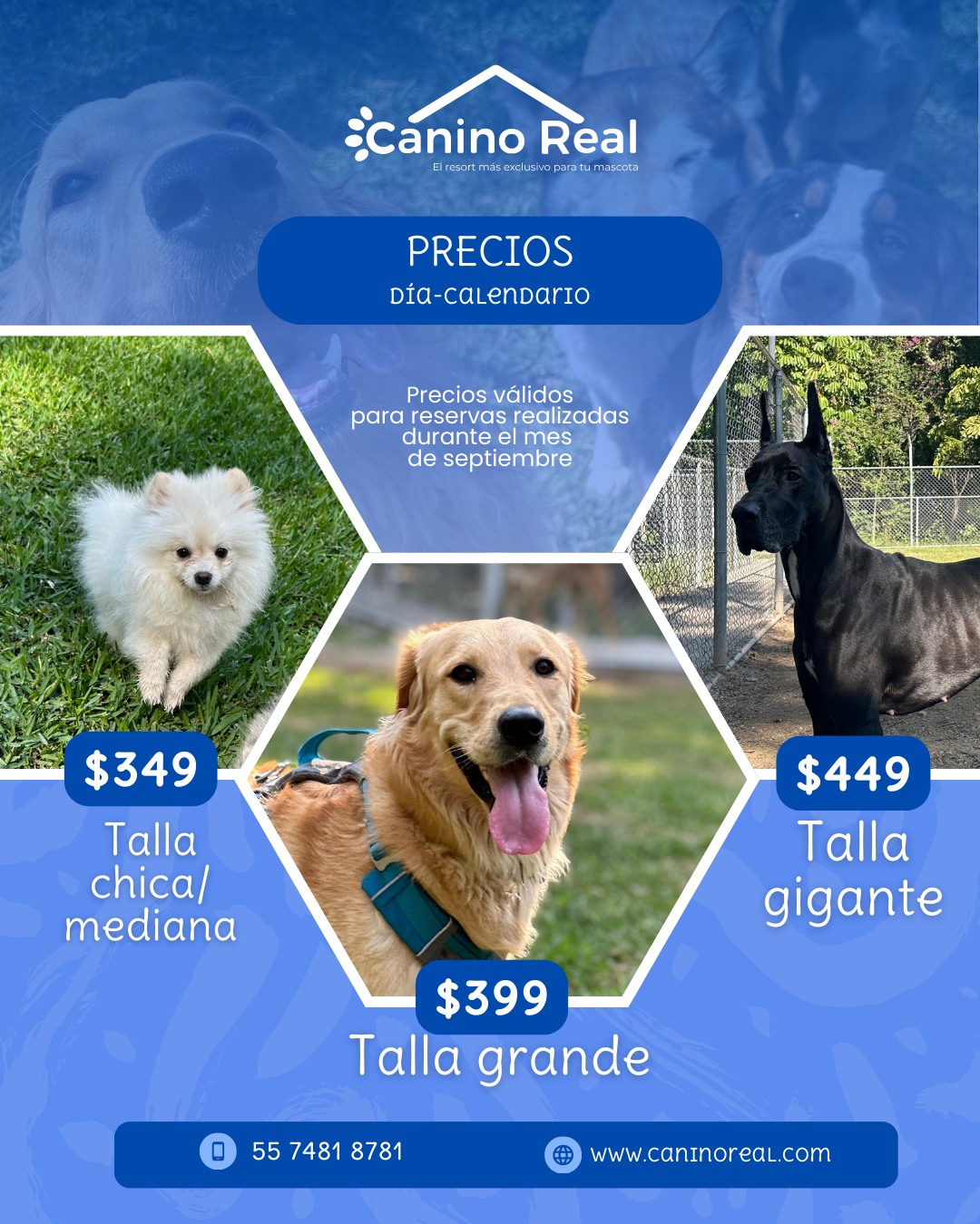 Perro feliz